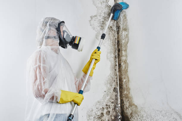 Trusted Shrewsbury, PA Mold Removal Experts