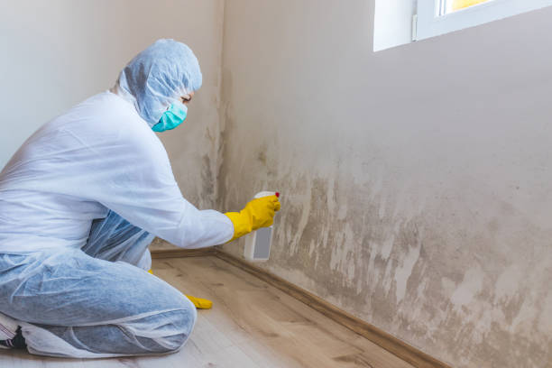 Mold Testing and Removal in Shrewsbury, PA