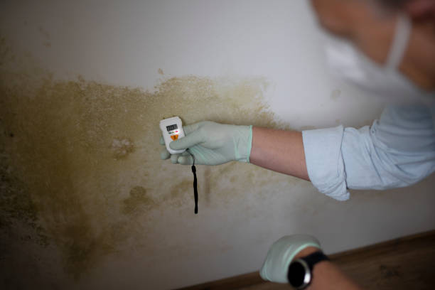 Best Mold Remediation  in Shrewsbury, PA