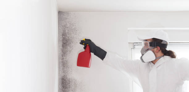 Best Best Mold Removal Companies  in Shrewsbury, PA