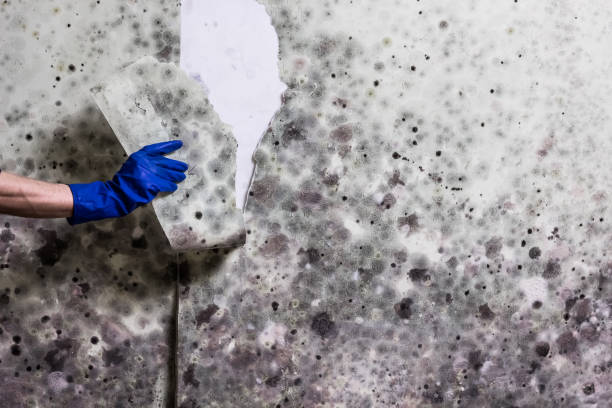 Best Affordable Mold Removal  in Shrewsbury, PA